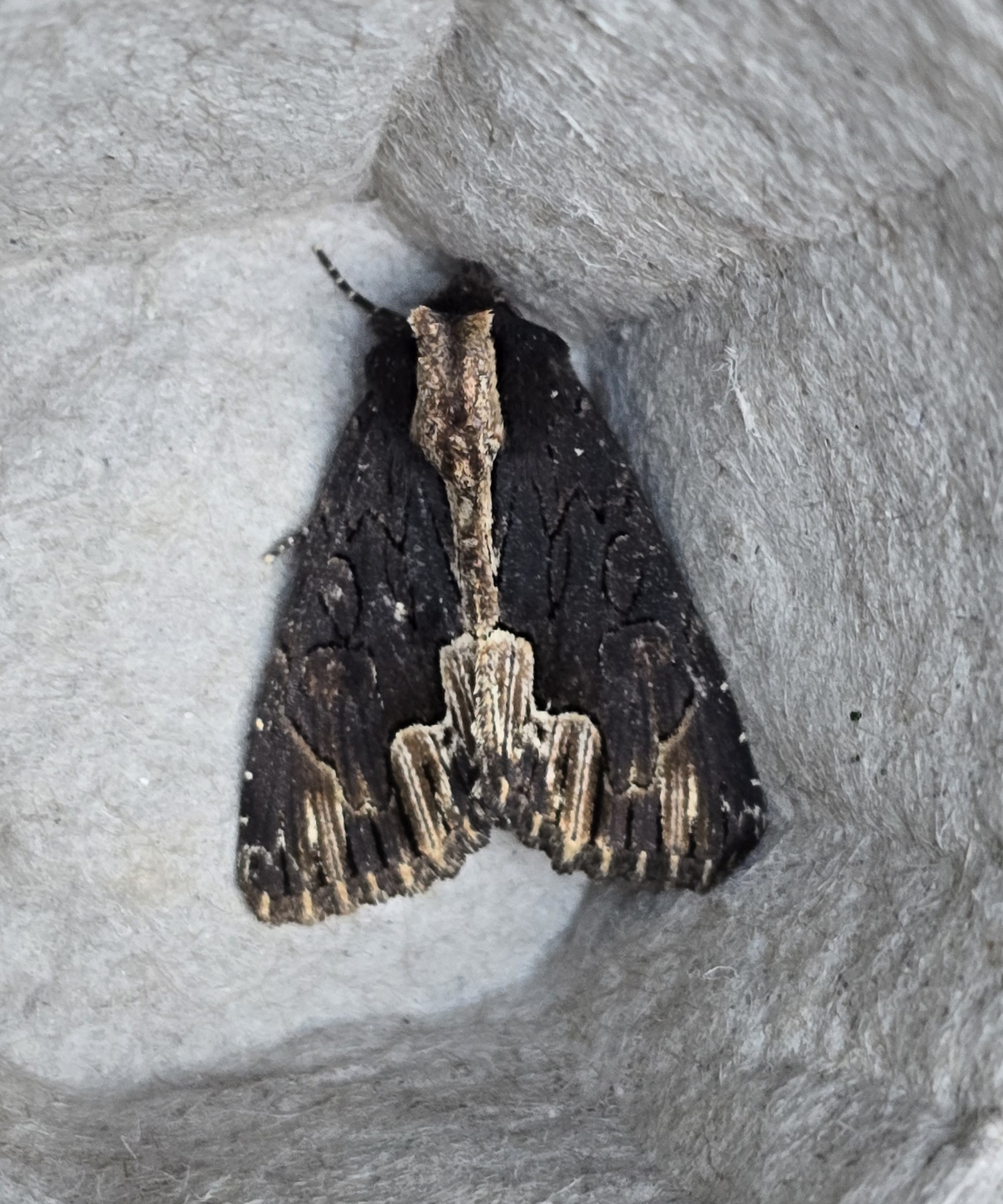 Photo of Bird's Wing (Dypterygia scabriuscula)